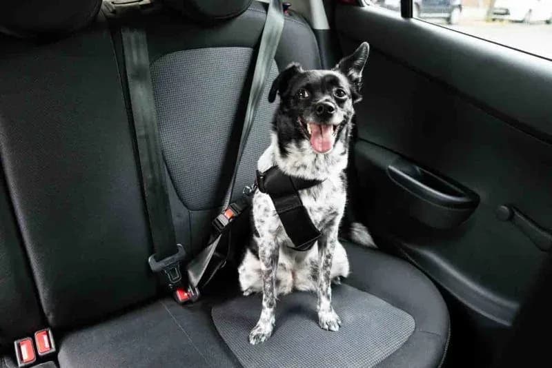 Cómo debes viajar con tu perro en el coche, consejos de seguridad